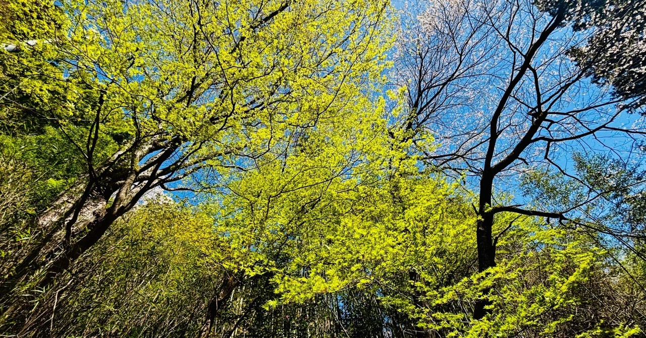 20260412 10:18am Spring Breath, Bush Warbler Song (HPL Binaural)｜Nature ...