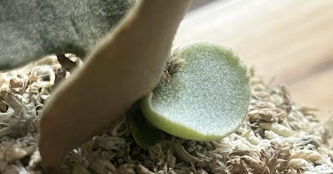 ビカクシダ】初心者のくせにp.willinckii OMGの脇芽をつぶさない選択