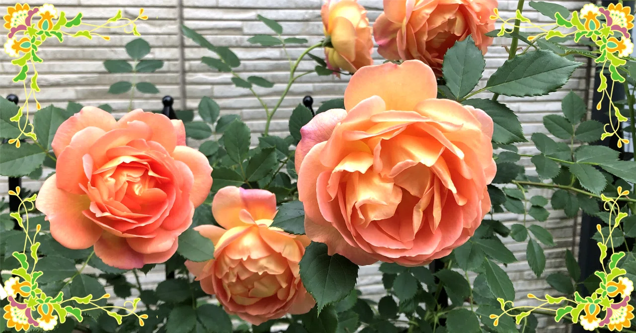 本日レディ・オブ・シャーロット開花｜日暈月暈（ひがさ つきがさ）