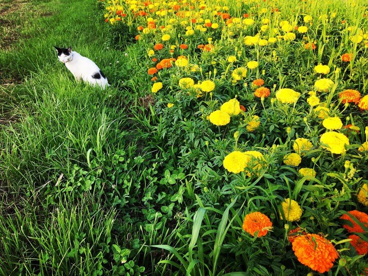そっとネコを添えたお花畑の写真