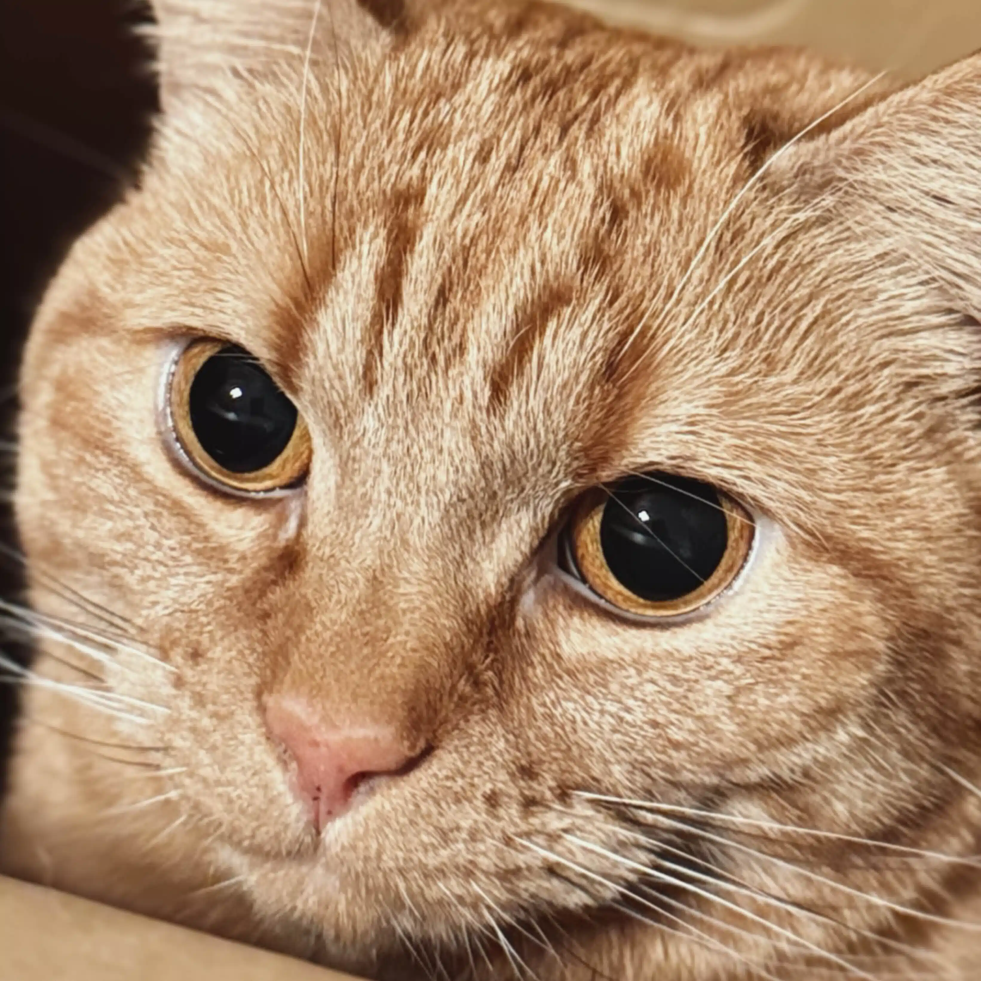 猫の巣