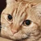 猫の巣