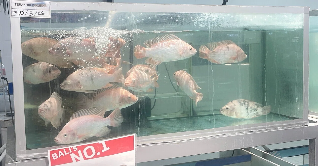 バリ島カメの壁掛け30年物 バリ島カメの壁掛け30年物 【公式通販】