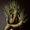 cova 塊根植物に沼った美容師の独り言