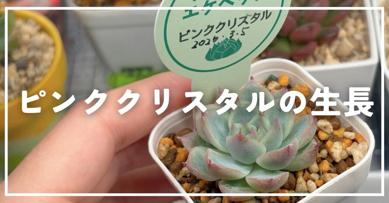 ホムセン多肉を室内で育ててみたら、、ピンククリスタル。｜ナカガワ