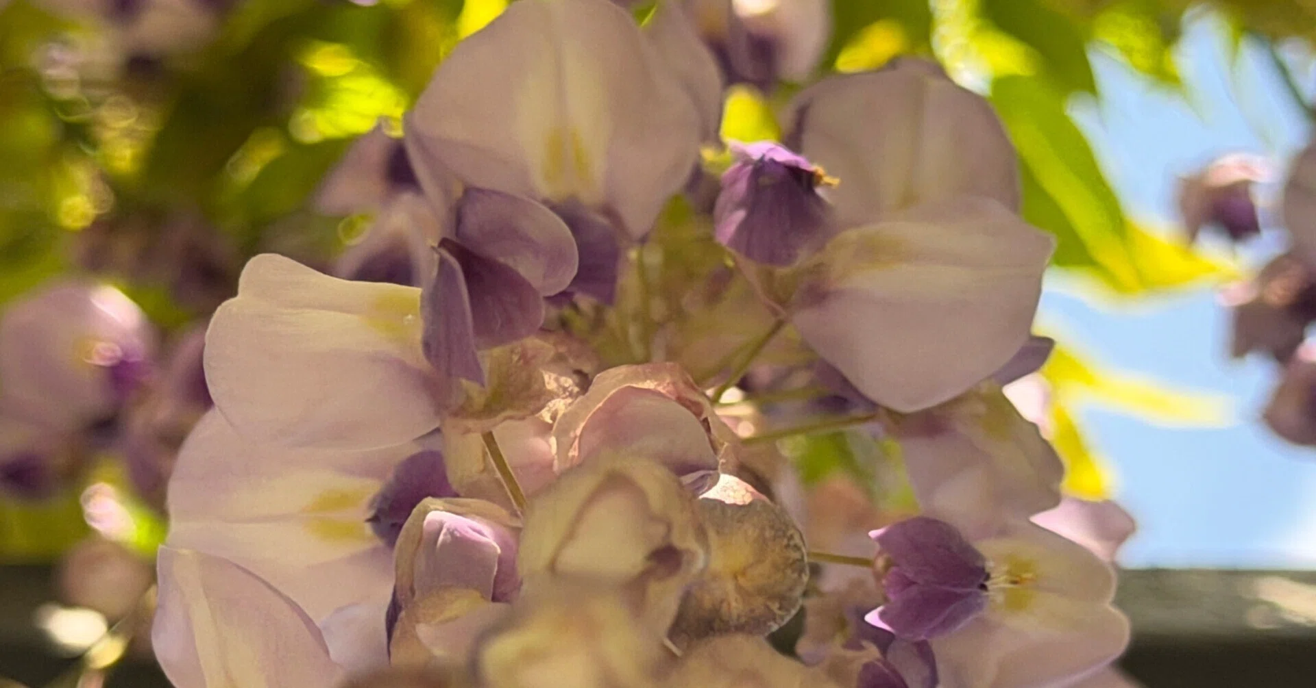 飛鳥通信】 飛鳥の藤の花｜高坂正澄