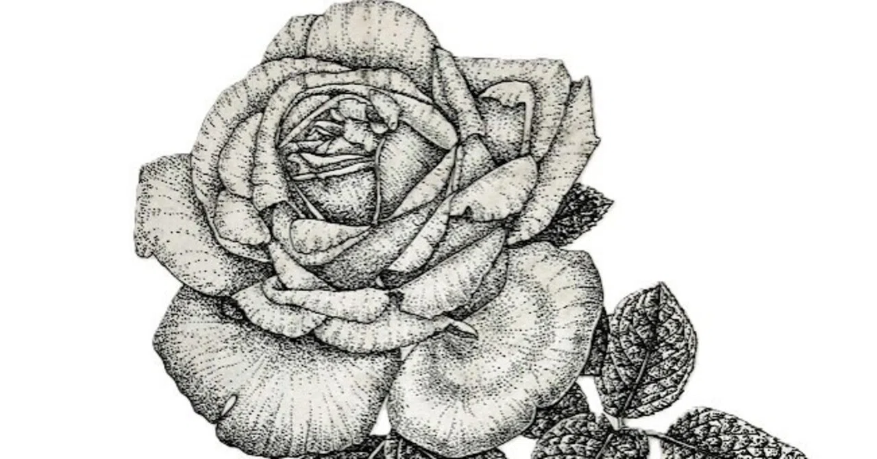 植物画・ボタニカルアート】薔薇はやっぱり美しい③モノクロのバラ