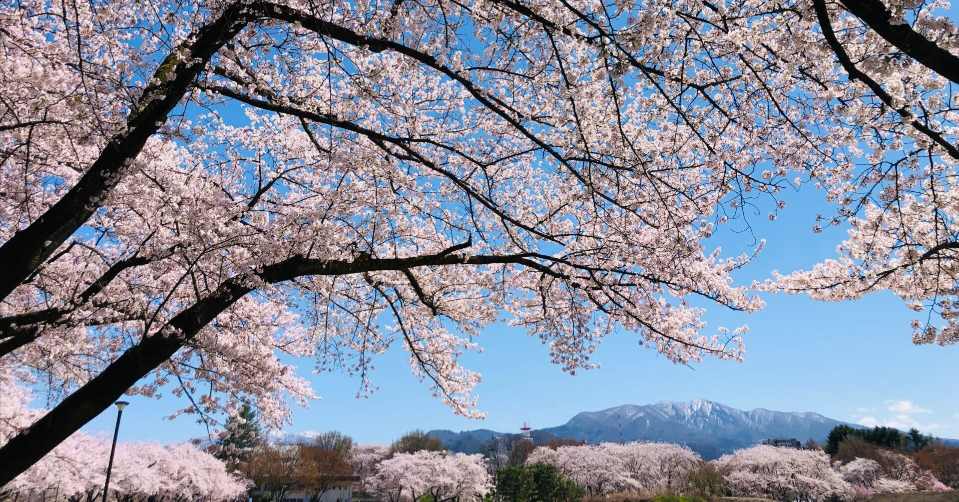 今更ですけど山形で桜を見るポタ｜メロウ野郎