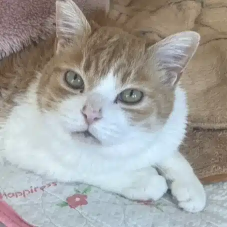 STUDIO ORANGE CAT