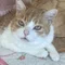 STUDIO ORANGE CAT