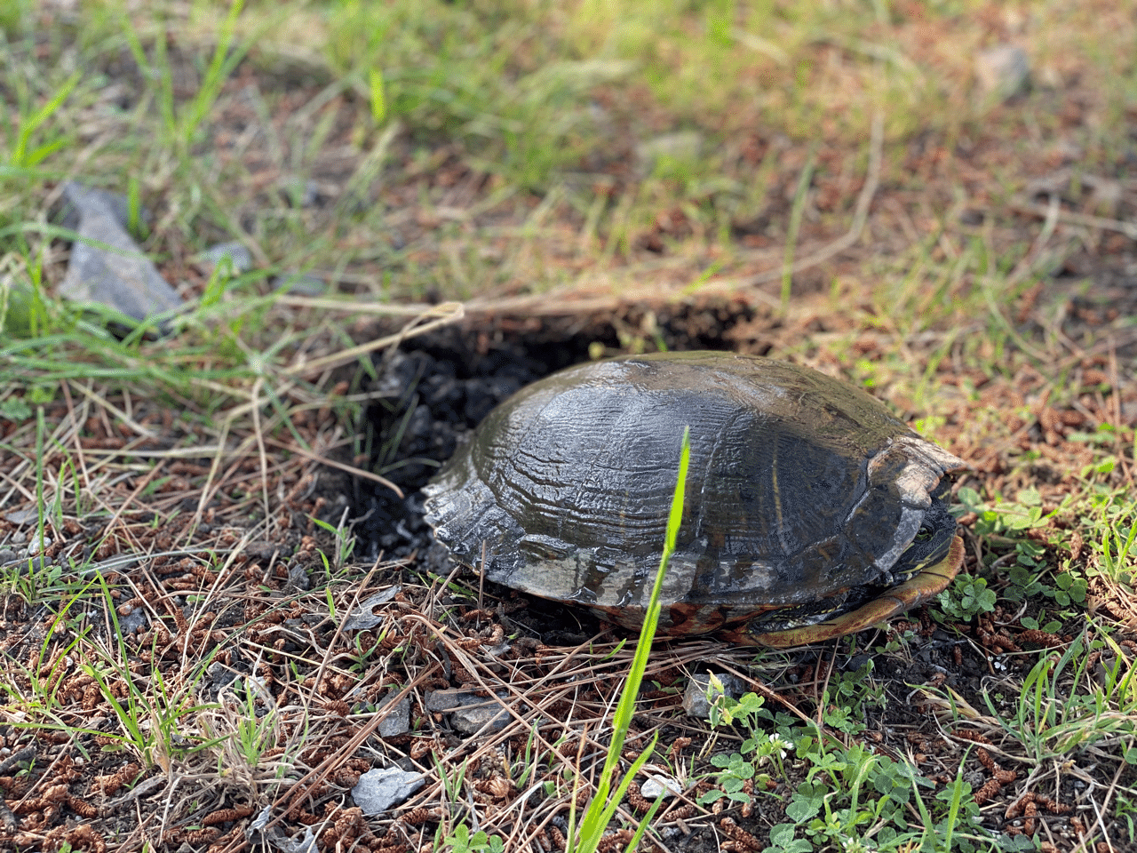 カラスの気持ちは何となく 亀の気持ちはさっぱり 725addiction Note カラスの気持ちは何となく 亀の気持ちはさっぱり 725addiction Note