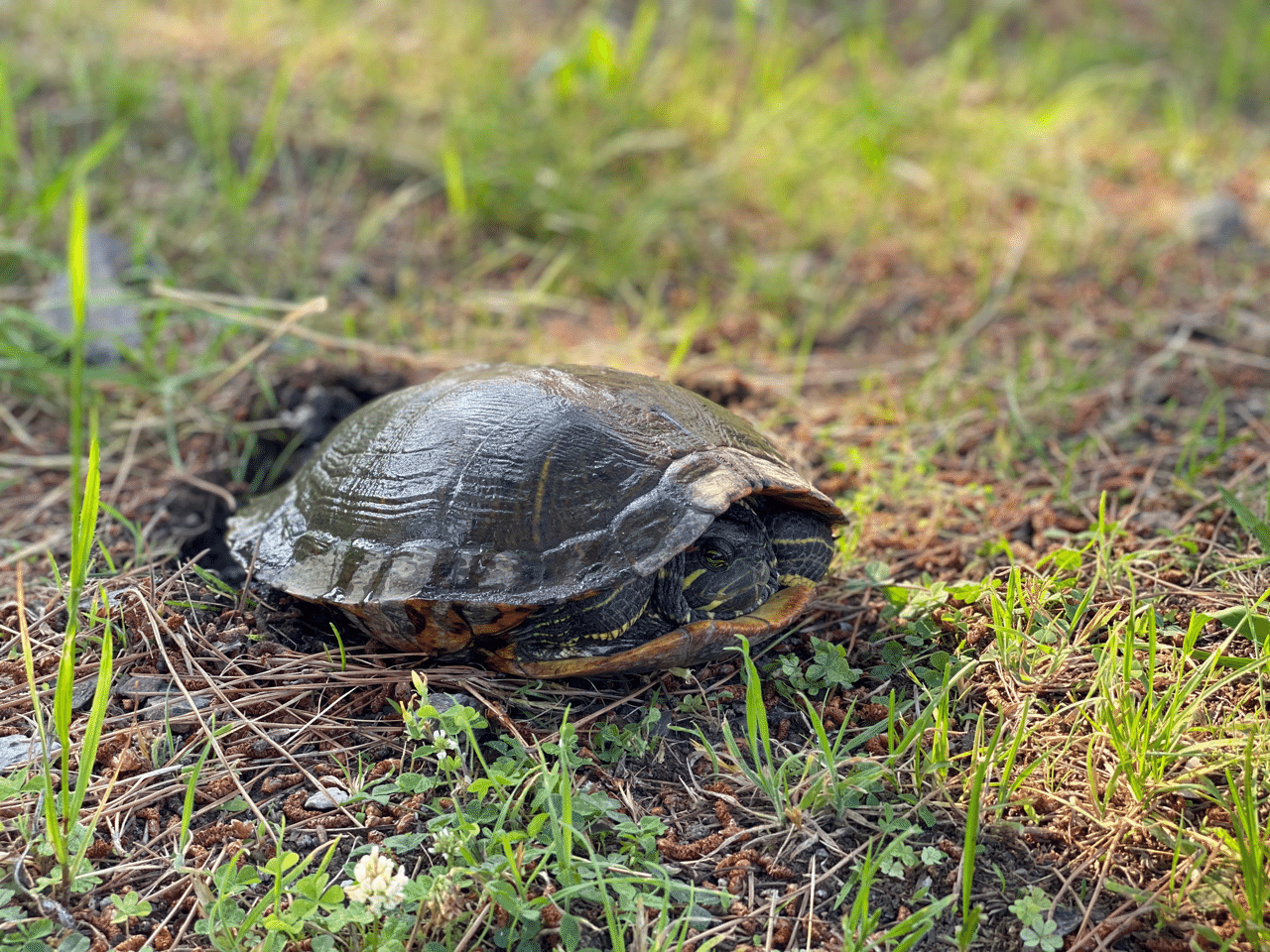 カラスの気持ちは何となく 亀の気持ちはさっぱり 725addiction Note