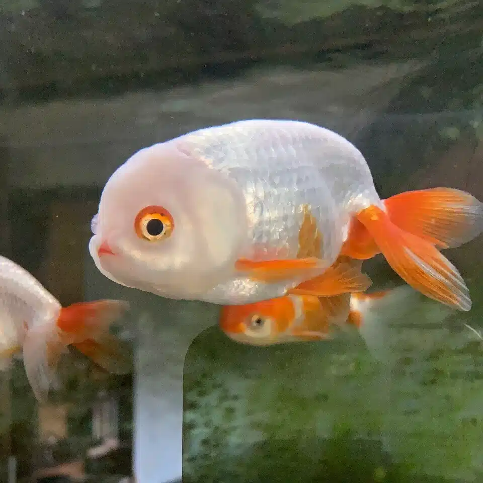 きんぎょの子
