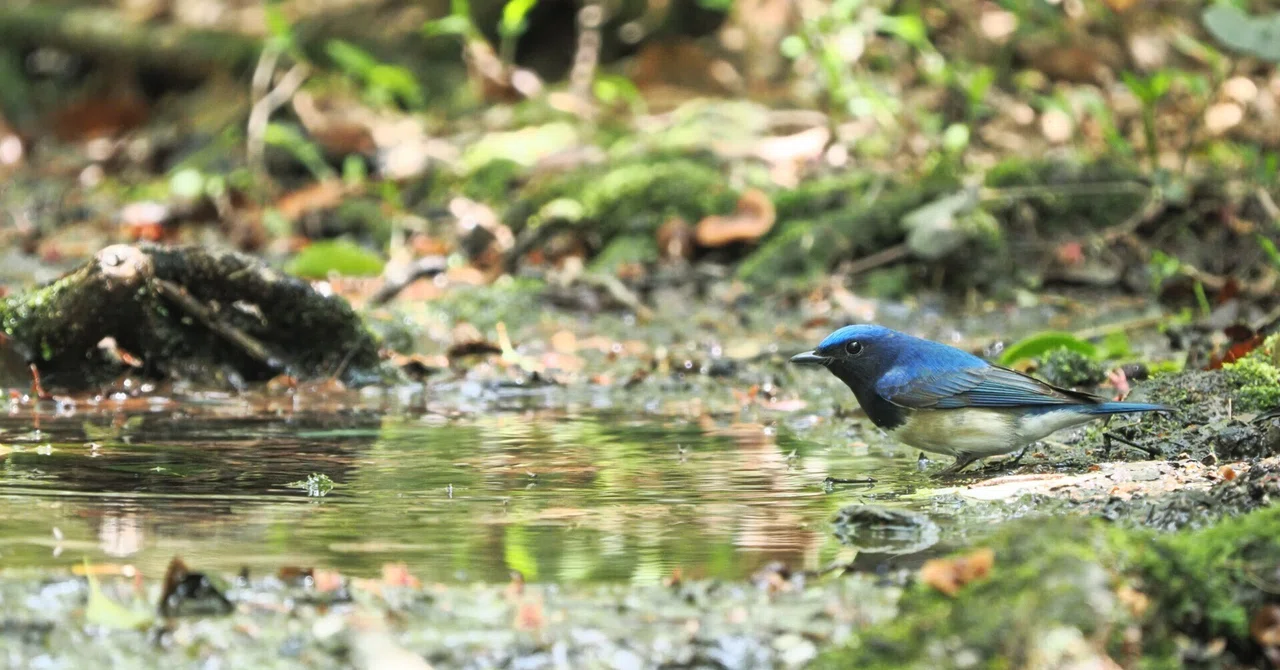 身近な鳥さん】#08 夏鳥たち① | Birding | バードウォッチング | BIRD