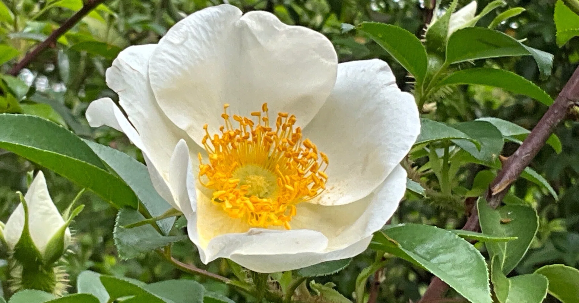 ナニワイバラ（京都府立植物園）：2026年4月25日（土）｜藤井秀昭