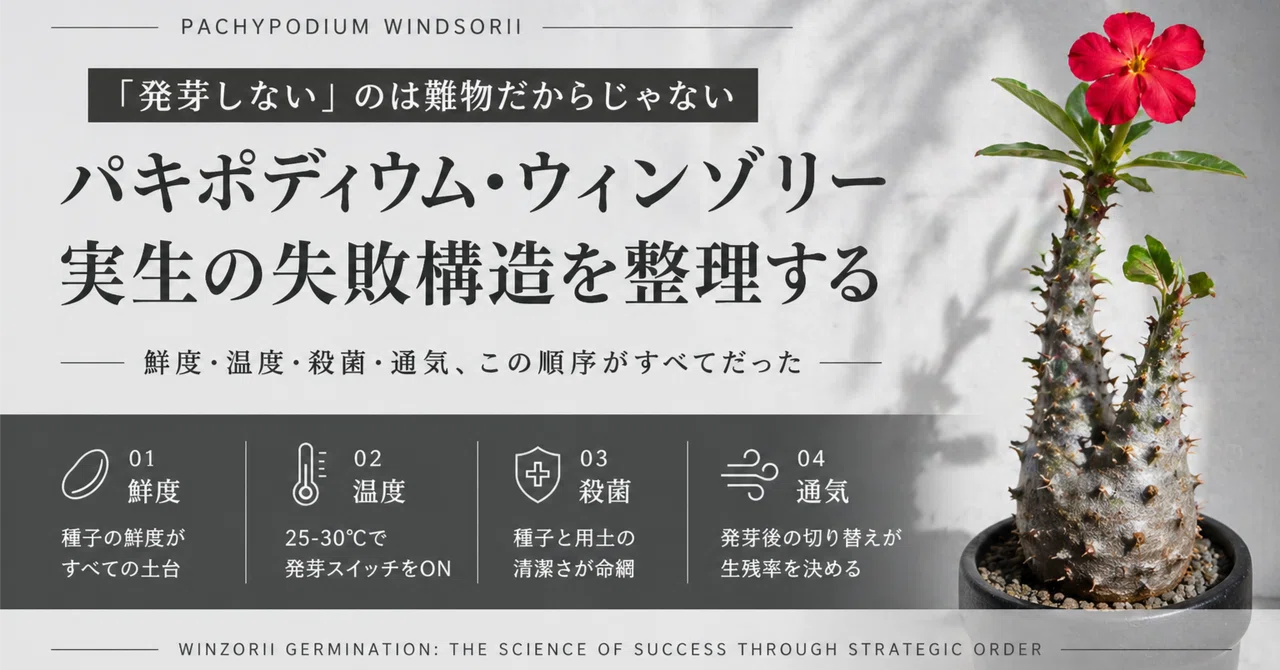 ウィンゾリー実生　国内播種 ウィンゾリーの発芽率が安定しない本当の理由｜実生で外してはいけない