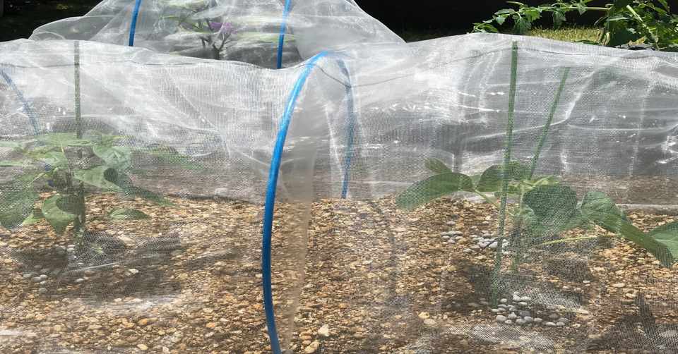 家庭菜園 追肥と防虫ネット ミゾ畑 Note