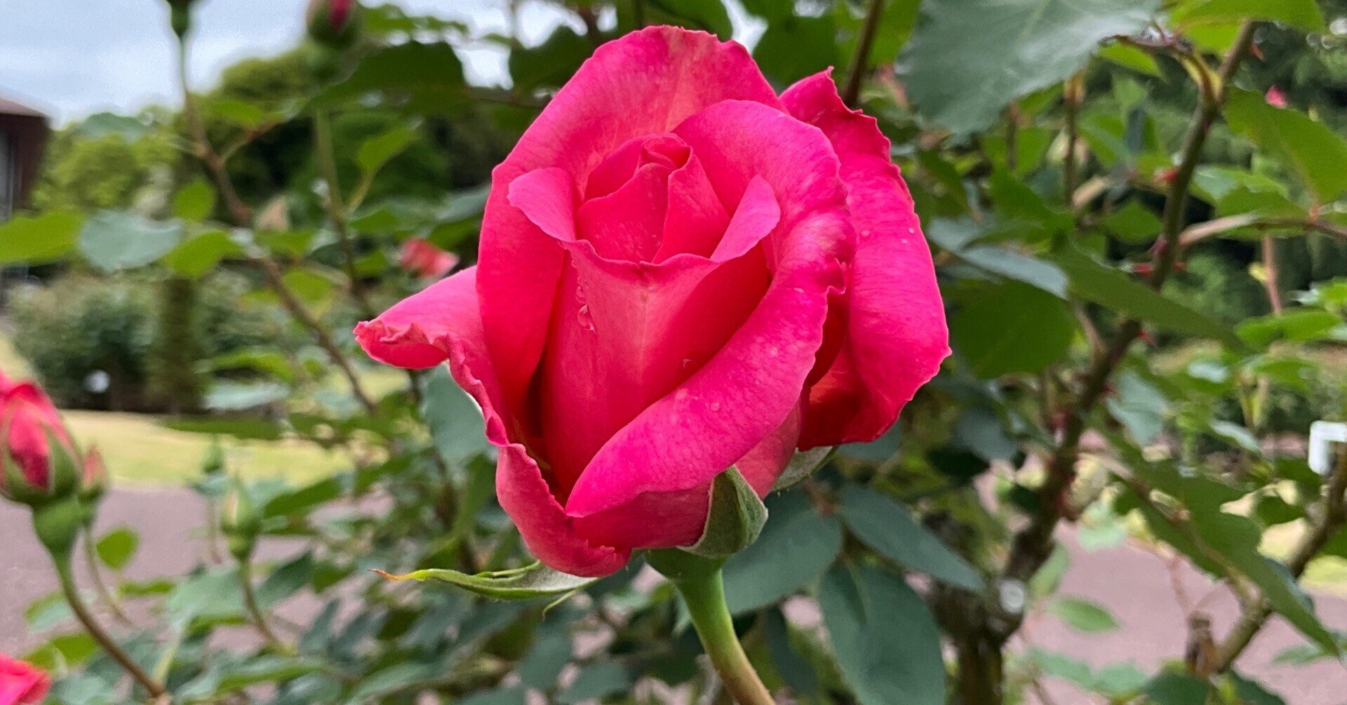桃山の春一番花（京都府立植物園）：2026年4月26日（日）｜藤井秀昭