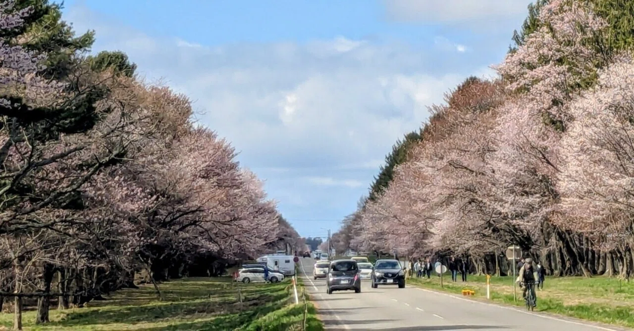全長7kmの直線美:新ひだか町「二十間道路の桜並木」｜Sunny
