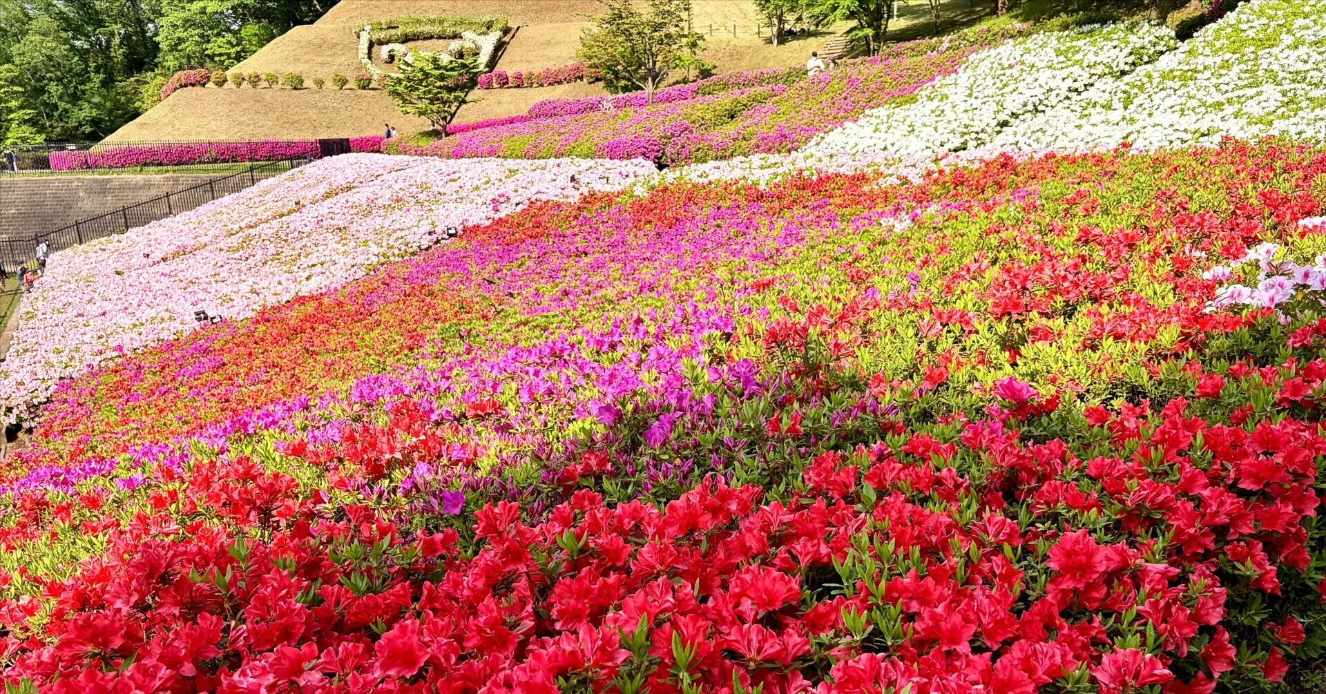あつぎつつじの丘公園】花に個性を感じ、蜂に性格を感じた｜ほぼ63世