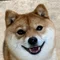 柴犬なりゆき研究所