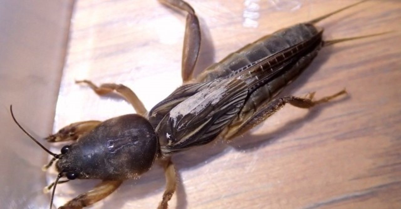 ケラを7匹捕まえた｜緑川 シゲル