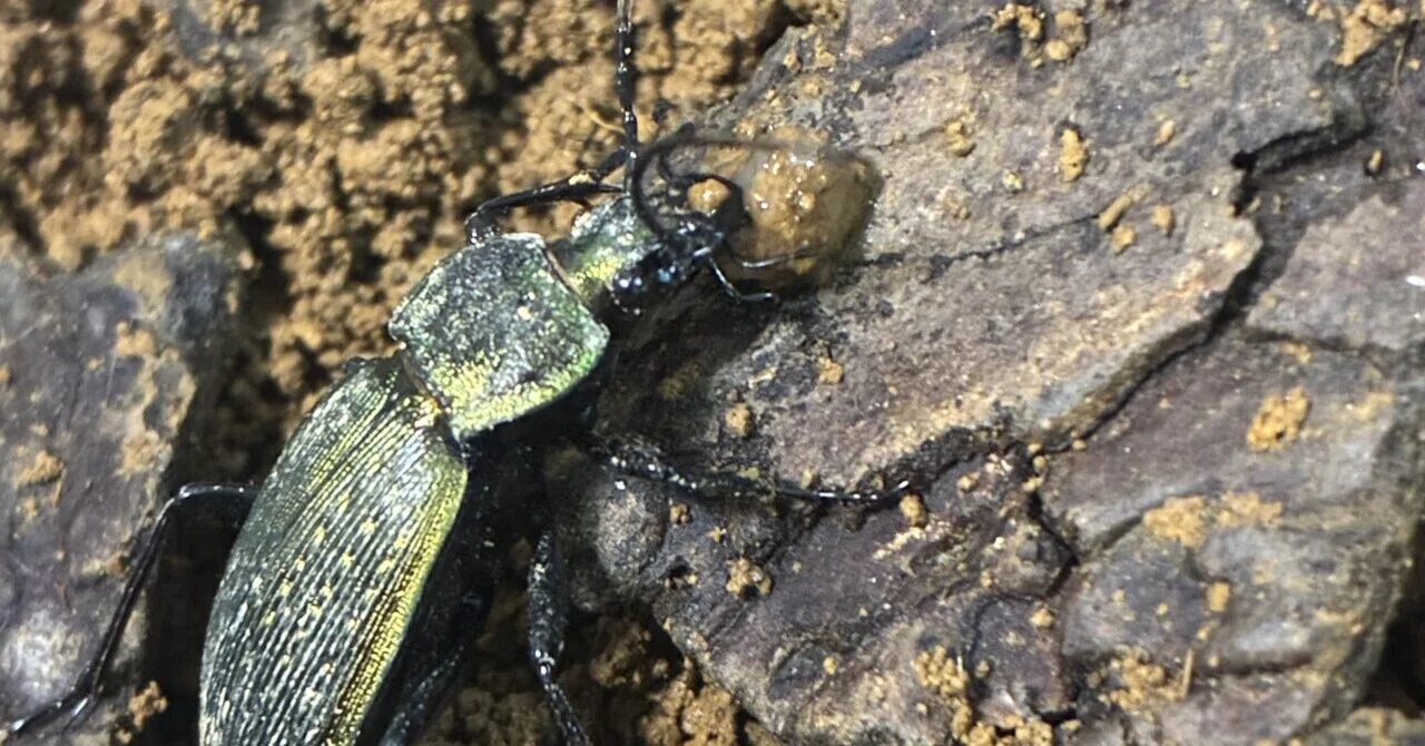 アオオサムシの繁殖に挑戦する方へ｜蝶屋＆クワガタ屋