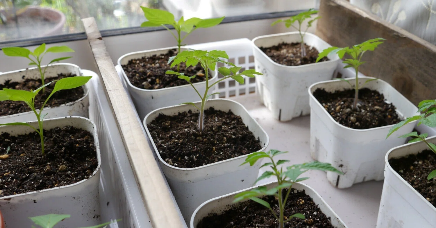 植物栽培 2026-12] まだまだ苗づくり (2026年4月第4週, K 県住宅地