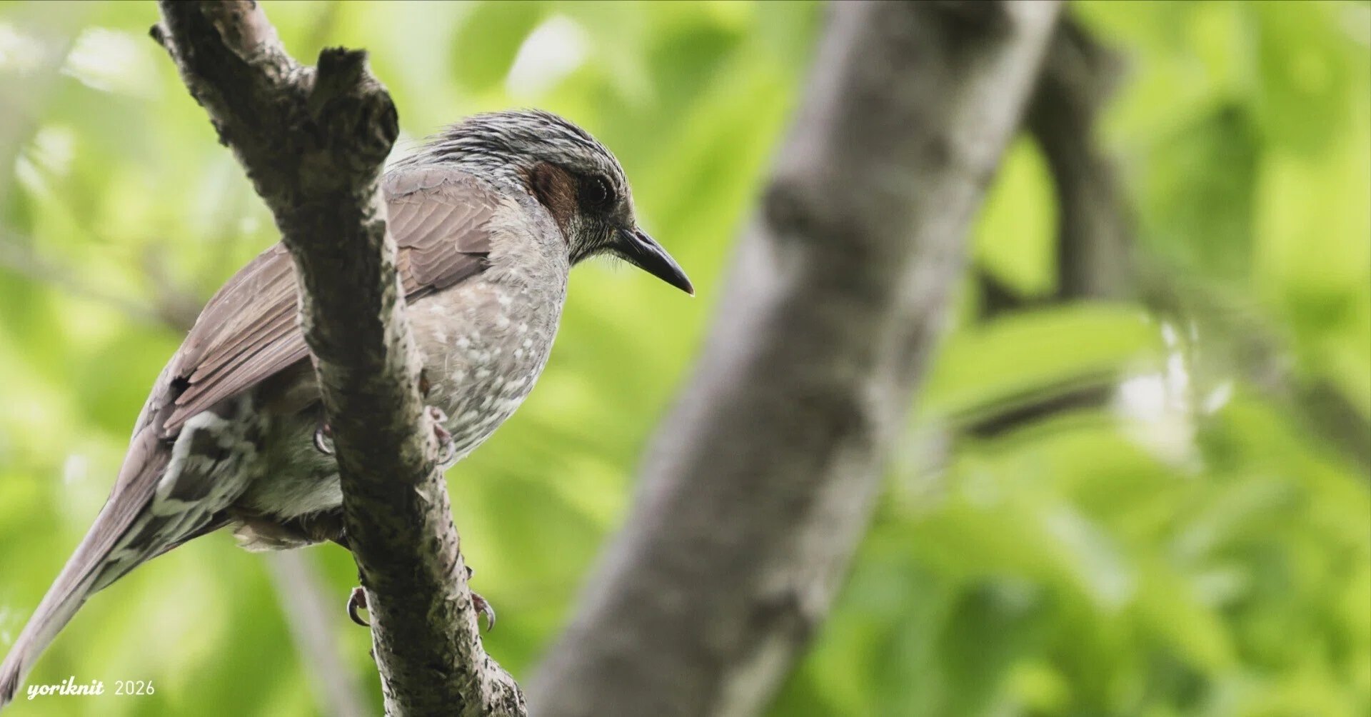 神産ノ黄泉鳥アメノトリフネ2枚セット 野鳥スナップ。 ｜ Nikon Z5II｜yoriknit