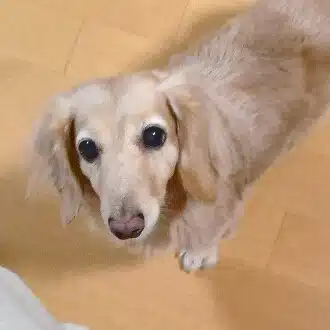 どん