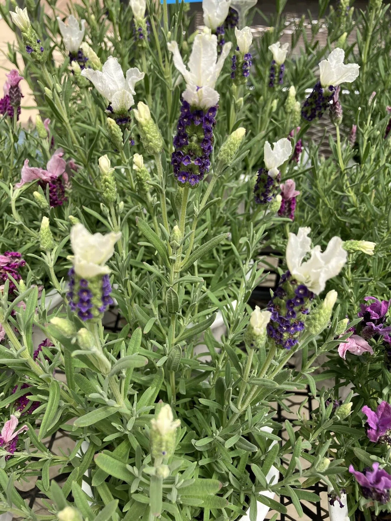 ラベンダー🪻Lavender｜Chubby from Nerima