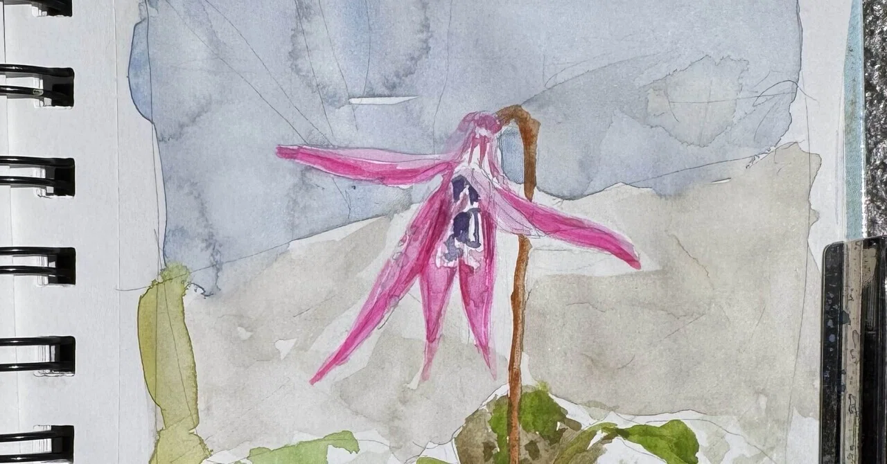 カタクリの花｜koro