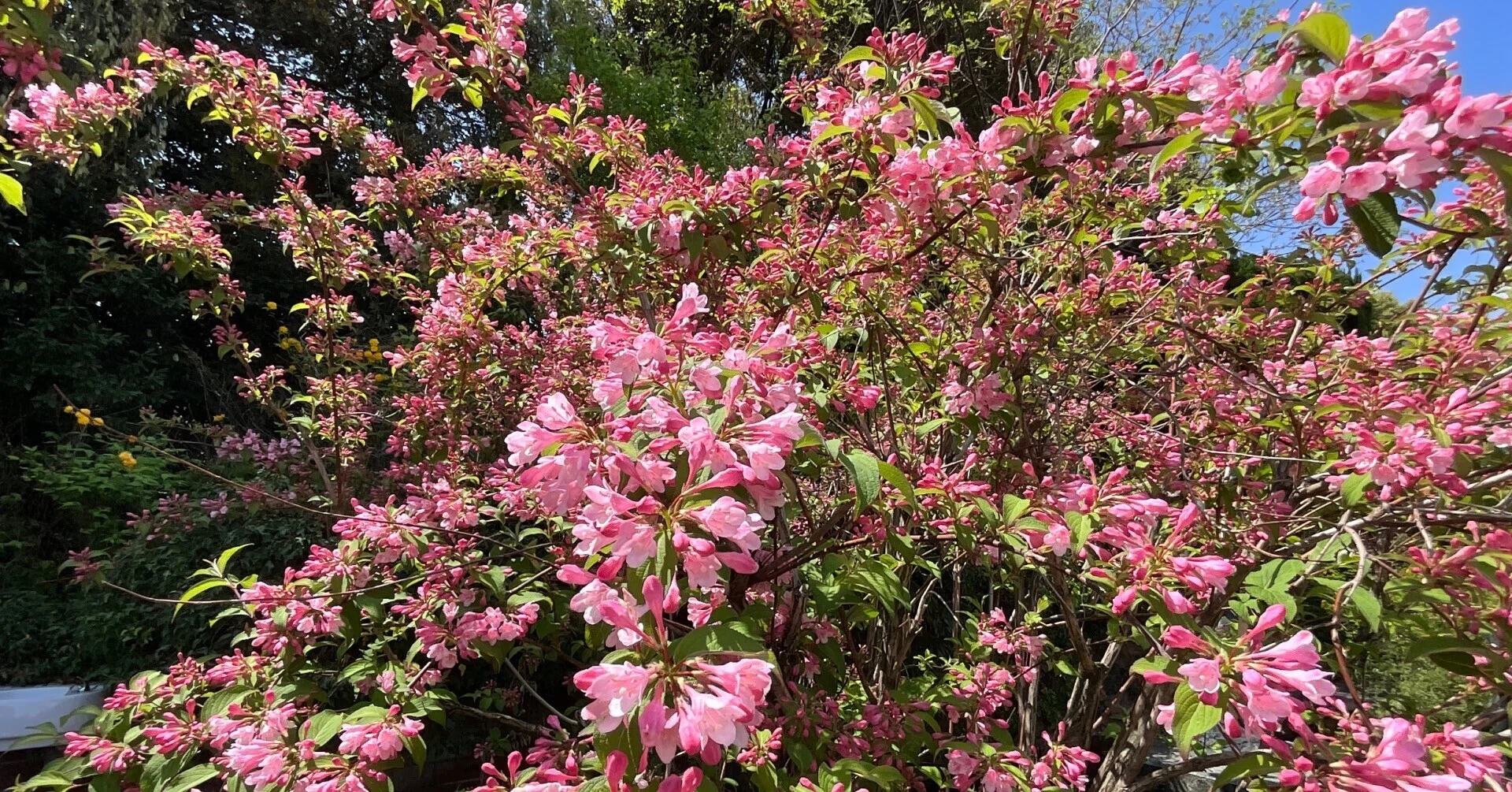 タニウツギ（京都府立植物園）：2026年4月26日（日）｜藤井秀昭