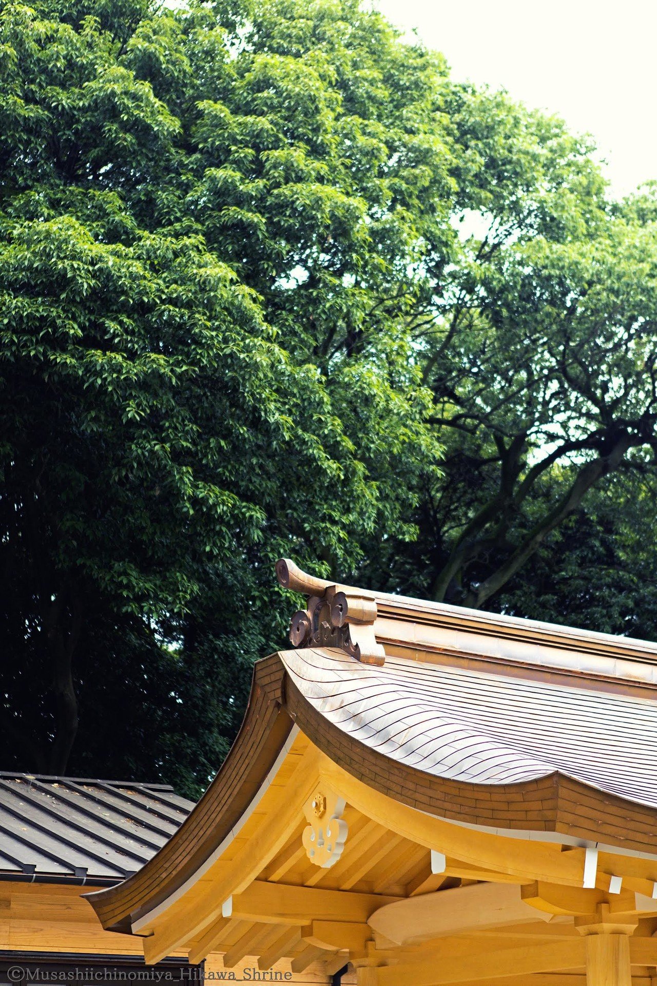 第7回 おみくじの話 武蔵一宮 氷川神社 Note 第7回 おみくじの話 武蔵一宮 氷川神社 Note