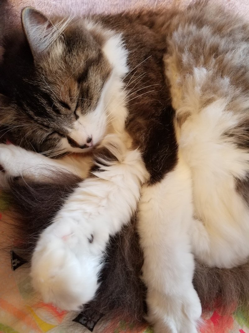 猫 血尿になる Aoineko Note