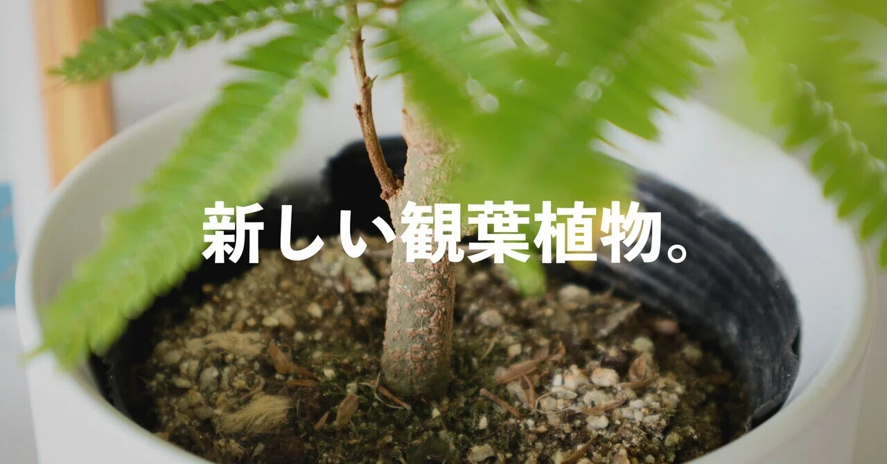 自然のリズムに身を任せる。｜むささび｜インテリア好きライターの暮らし