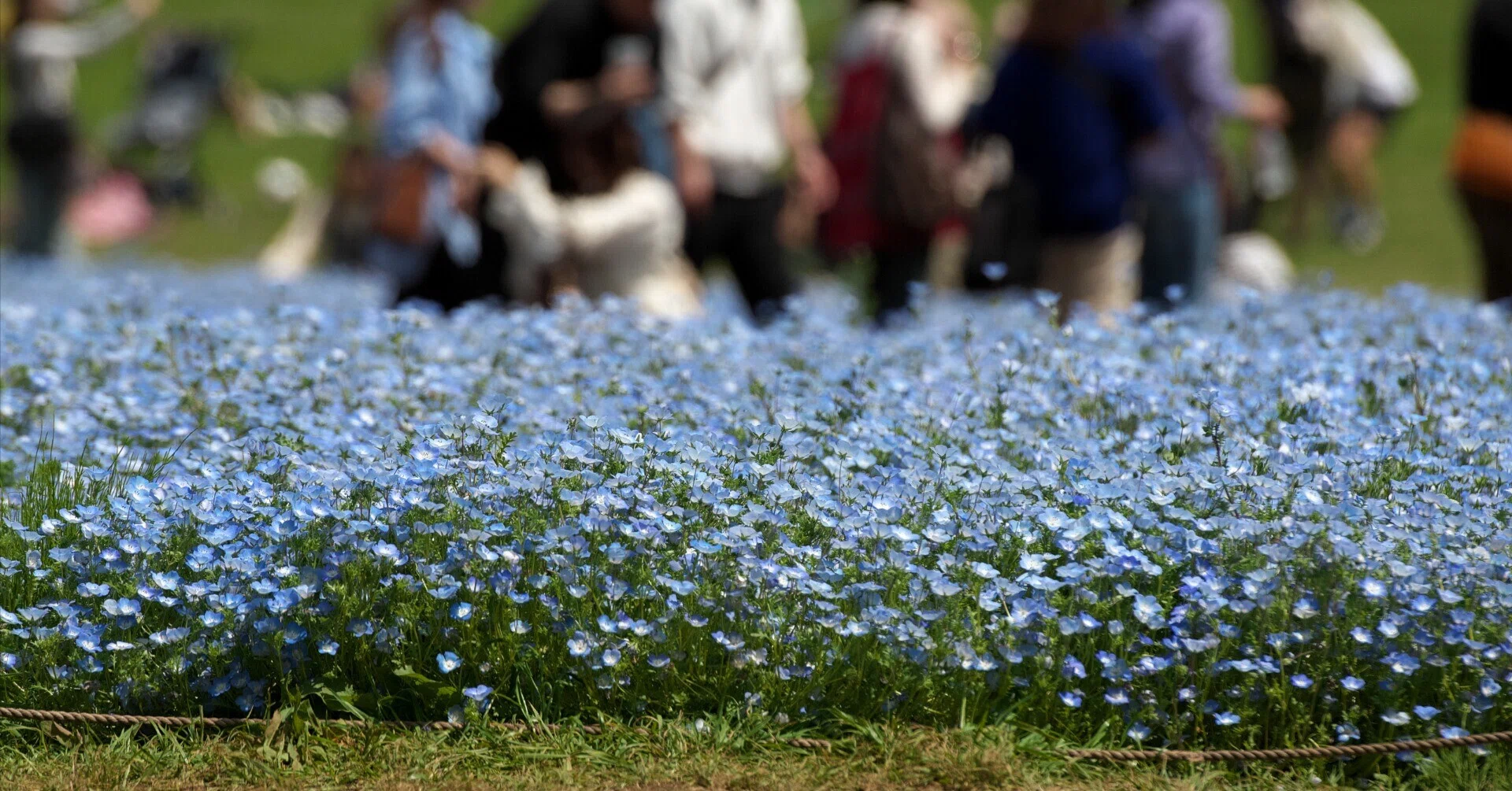4月に咲くのがツツジで5月に咲くのがサツキ｜maron
