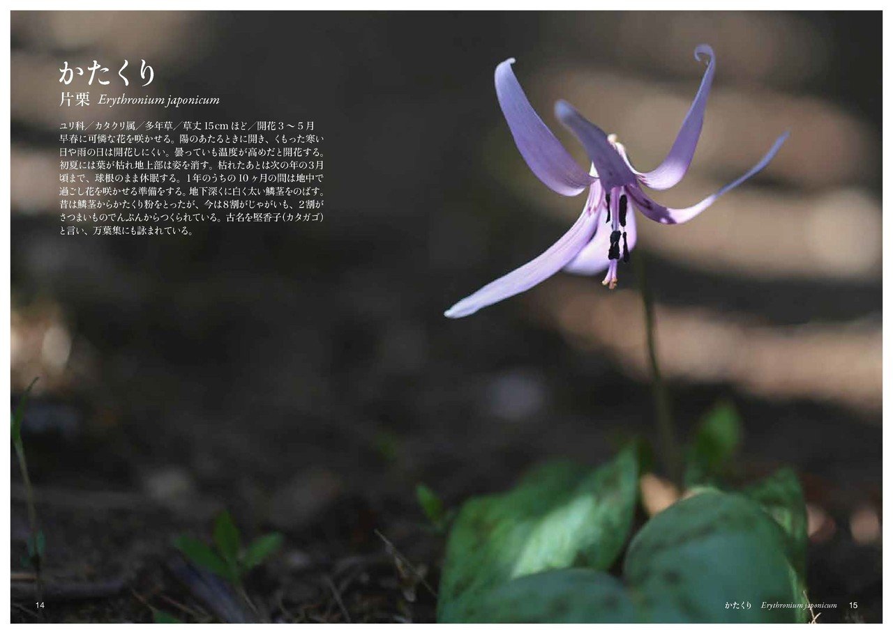 ✼ Kaorin様 専用 ✼　あみぐるみ 花菖蒲 ヒペリカム 他2種類 ✼ Kaorin様 専用 ✼ あみぐるみ 花菖蒲 ヒペリカム 他2種類