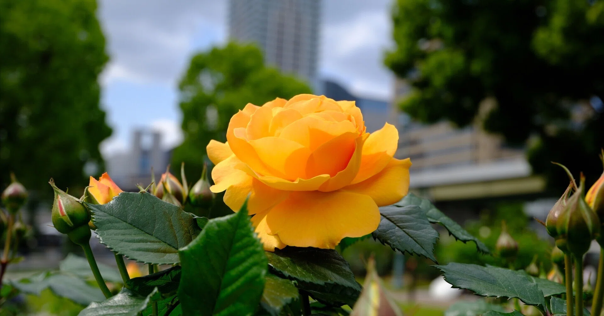 📷X-T30III × 🌹中之島バラ園 ｜ 🇩🇪ゴルデルゼ｜ぱぽにゃん🌹薔薇を
