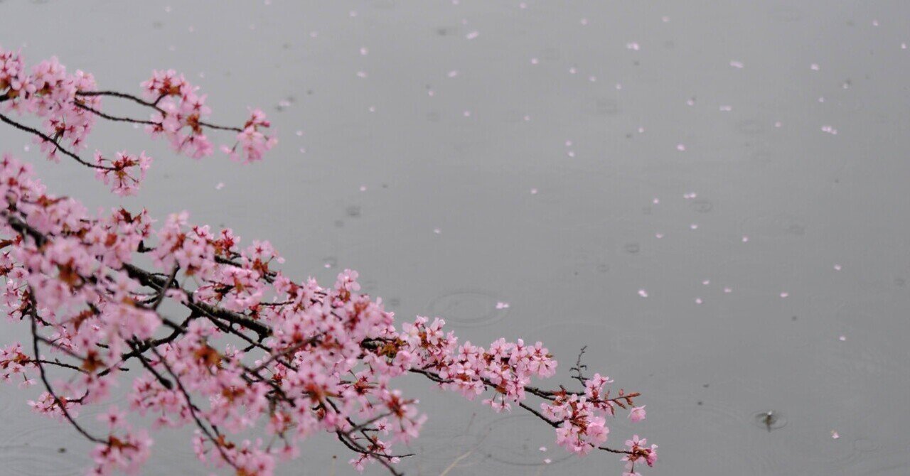 雨桜 雨ヤダね