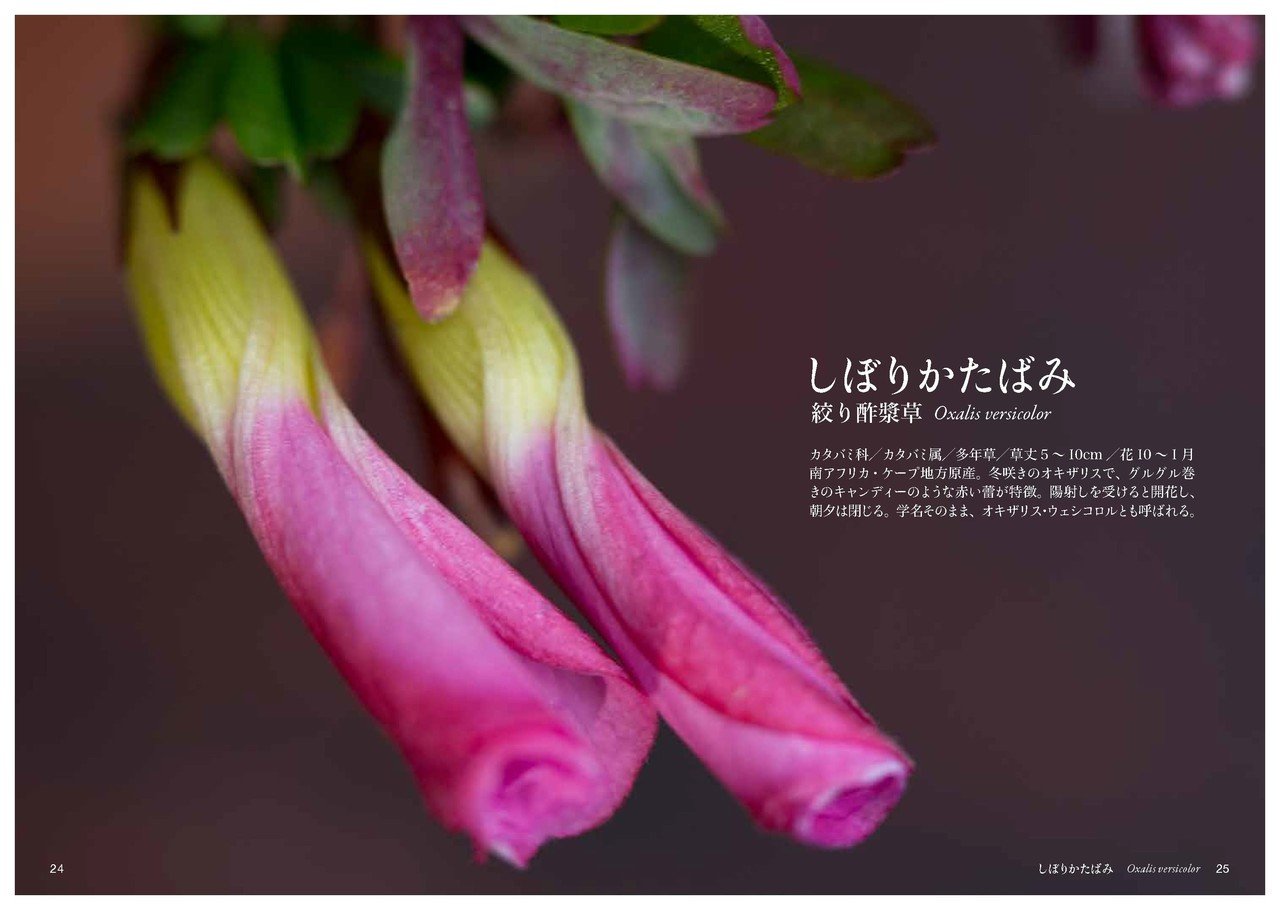 か の花 Taku Note か の花 Taku Note