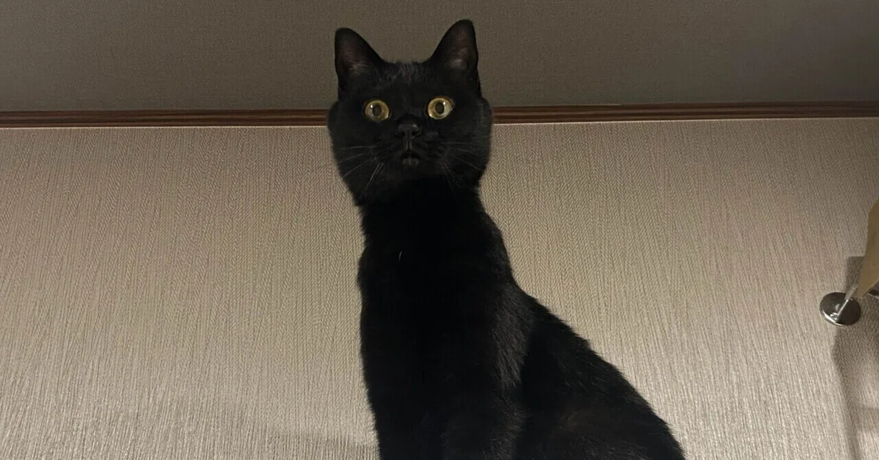 黒猫ちゃん　おめでとう 黒猫】「祝・5歳」黒猫あめとたどり着いた「誕生日の正解」｜ゆぱ