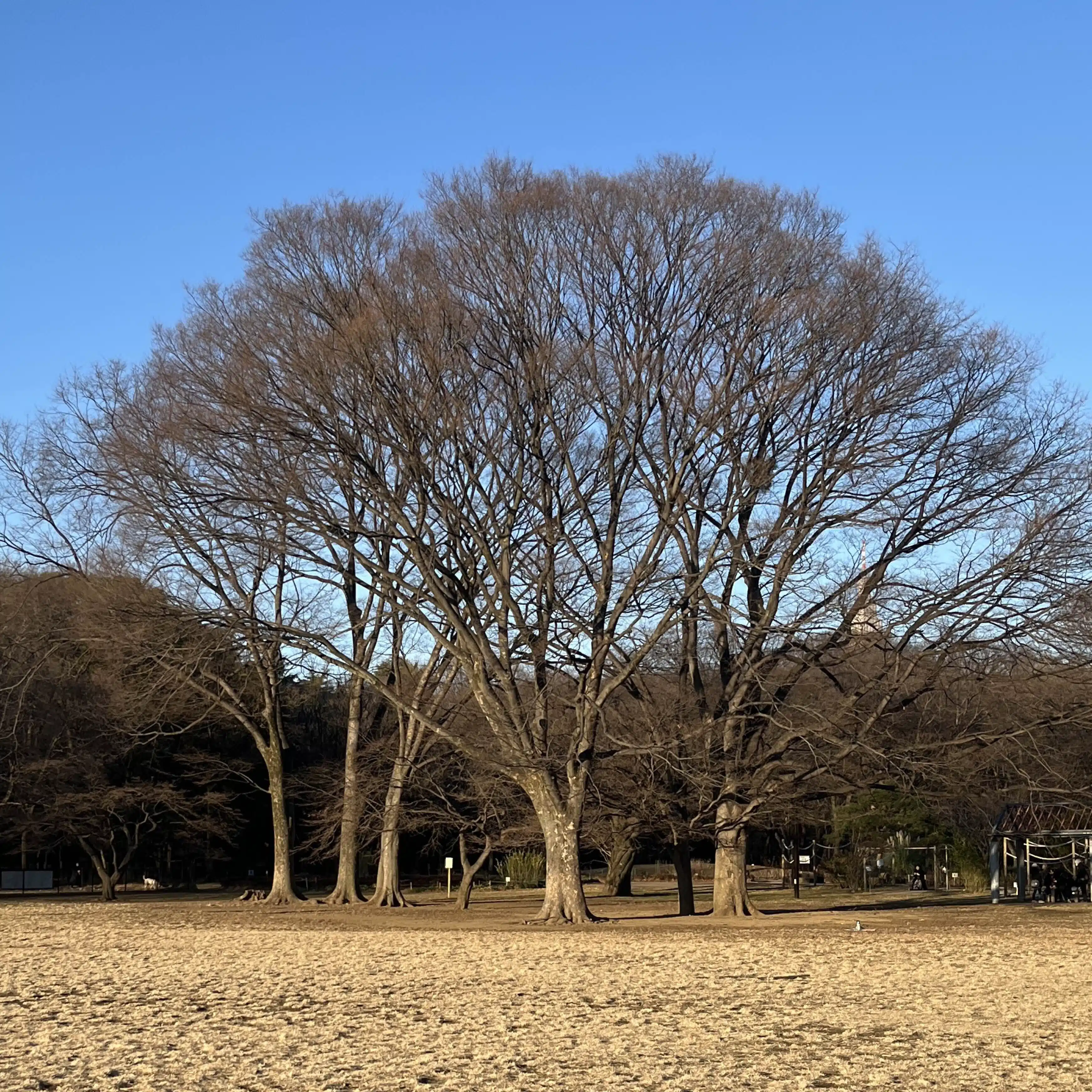 柿の種