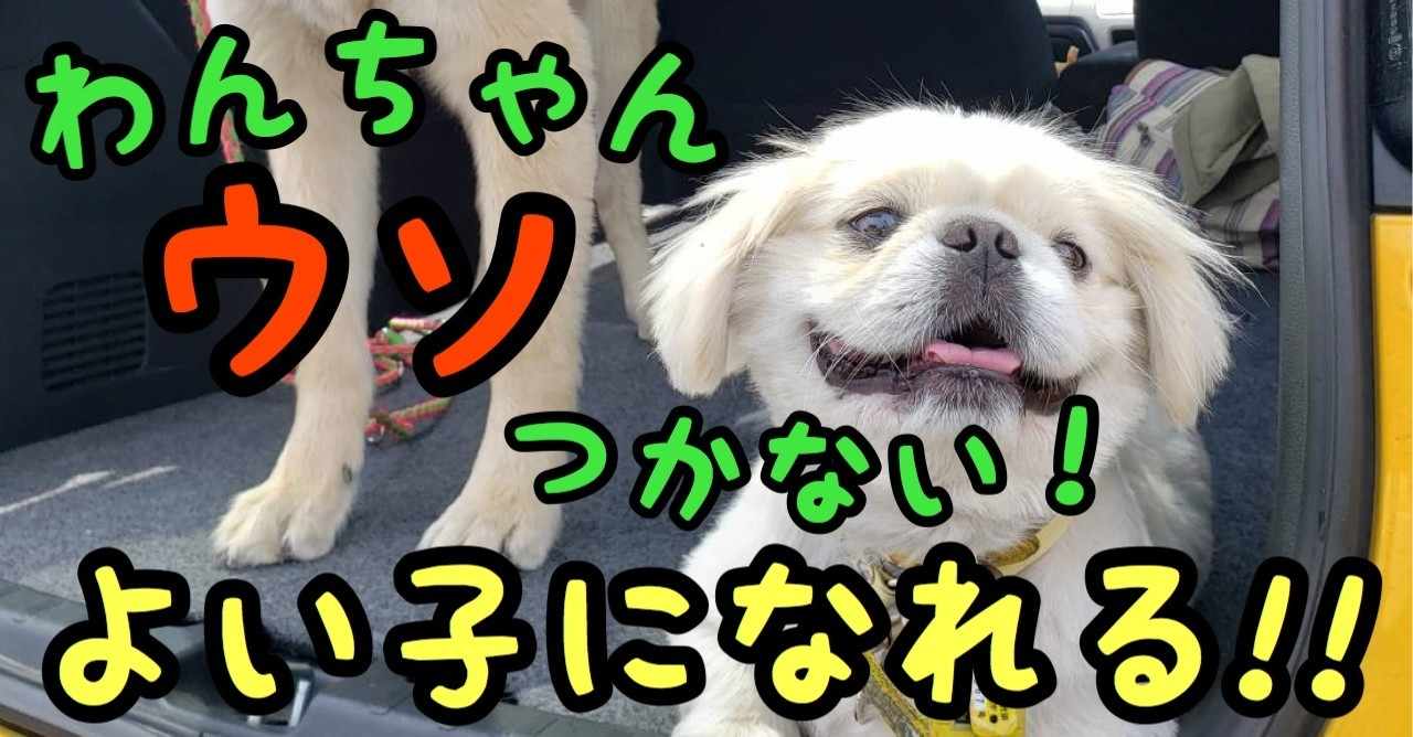 犬が好きな理由 の新着タグ記事一覧 Note つくる つながる とどける