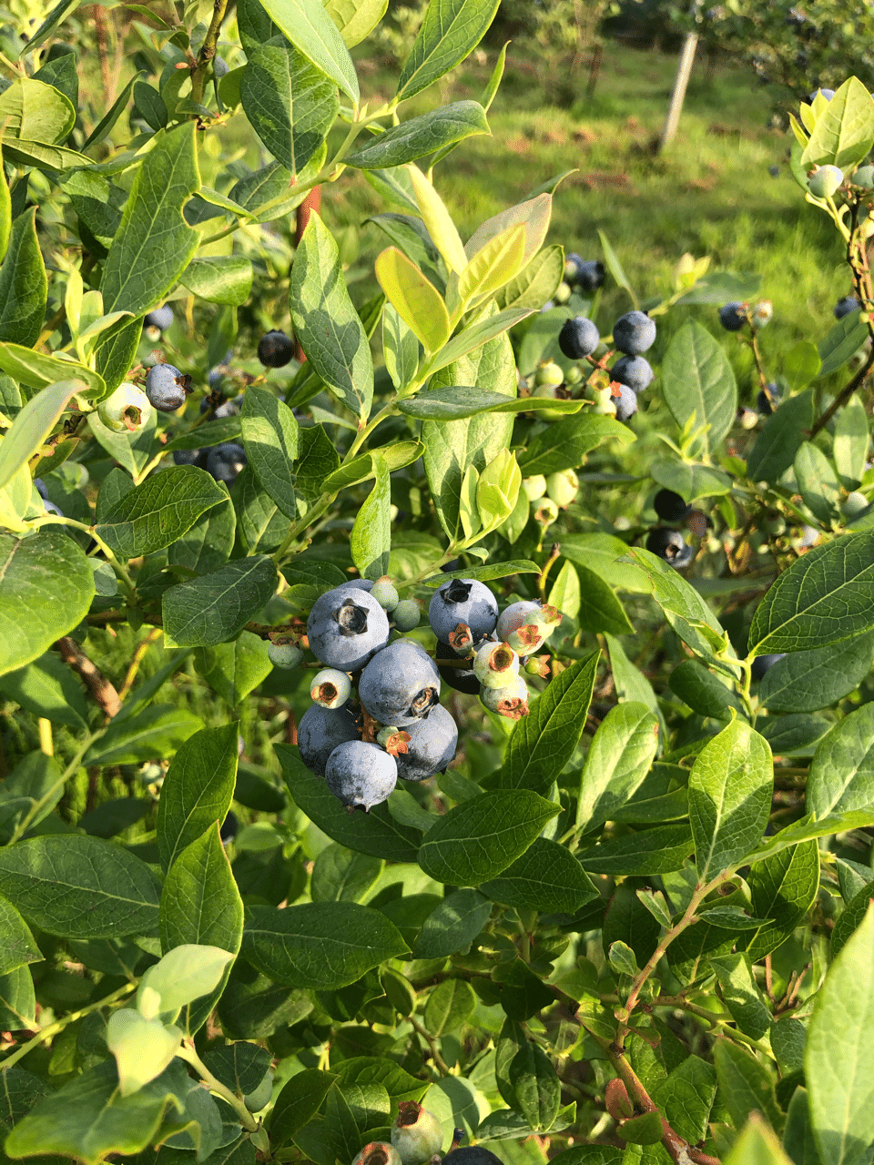 ブルーベリーもぼちぼち Aki Note