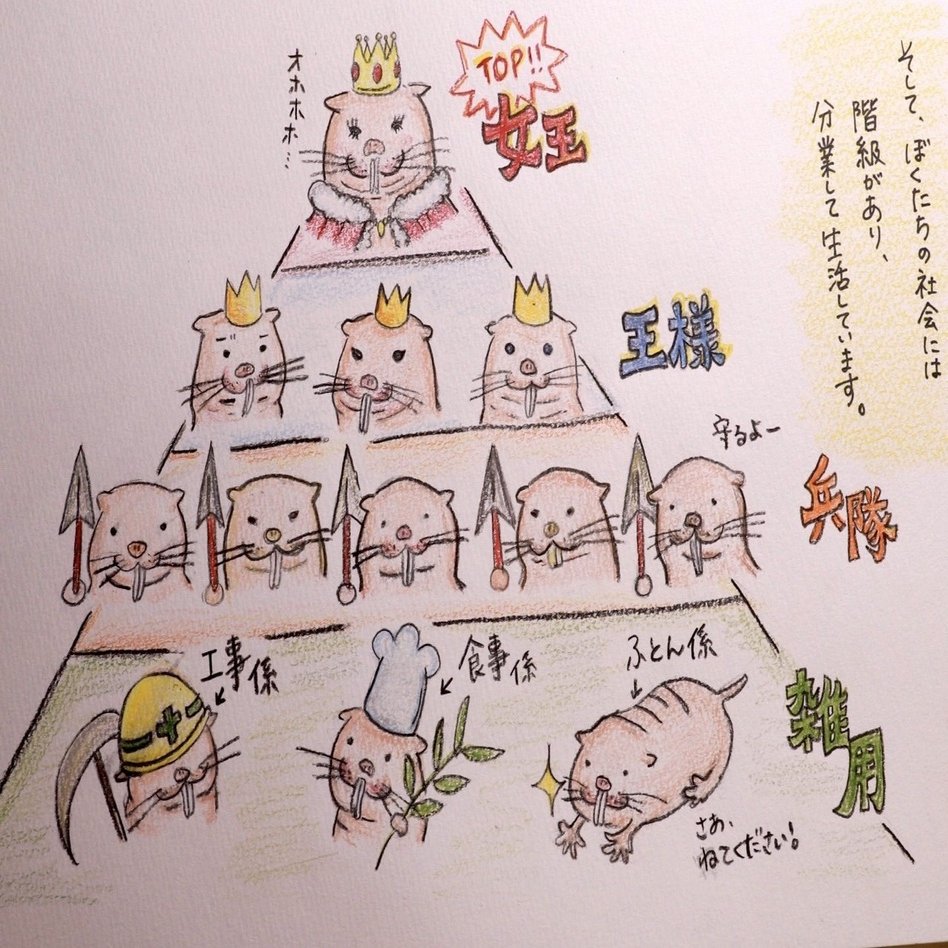 ハダカデバネズミくん くじくじら Note