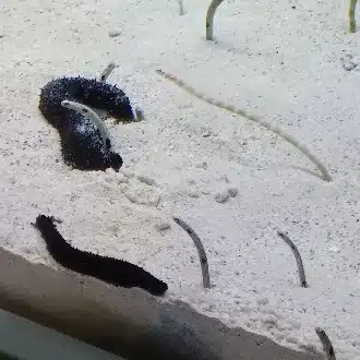 サクラ風吹