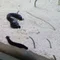 サクラ風吹