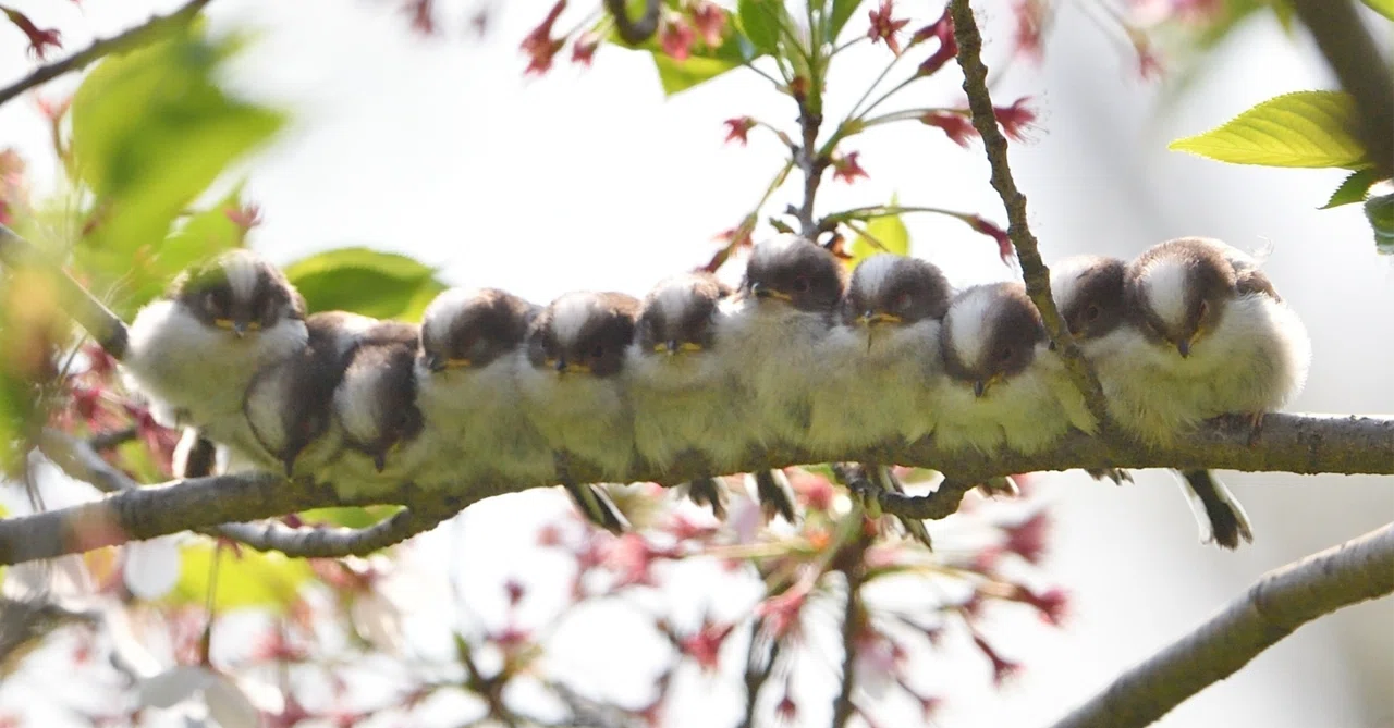 On the Dual Structure of Seasonal Perception｜teppei