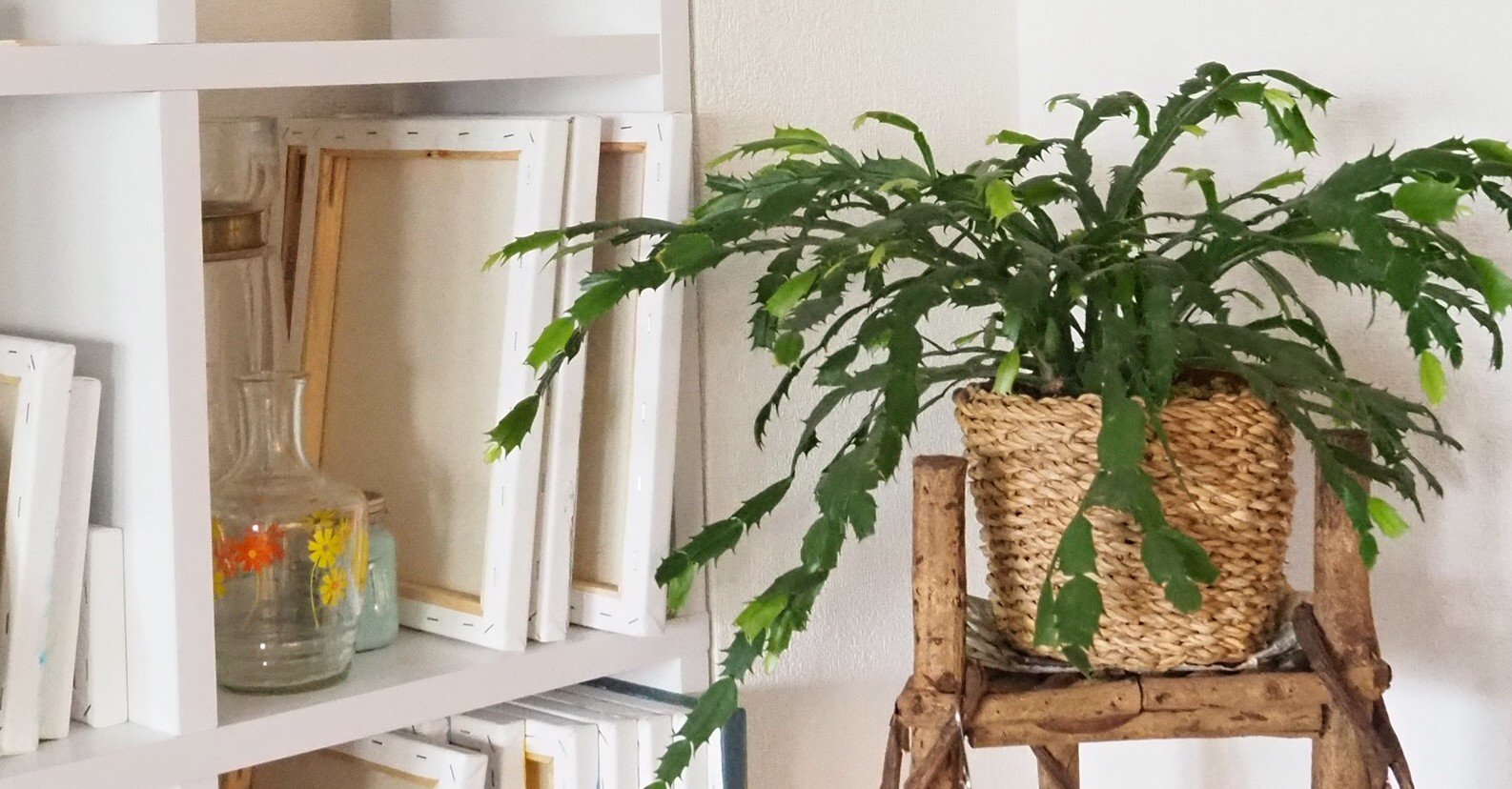 インテリアとしての観葉植物 Madowaku Note インテリアとしての観葉植物 Madowaku Note